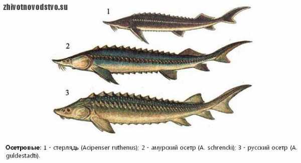 Рыба осетровых пород перечень фото и название