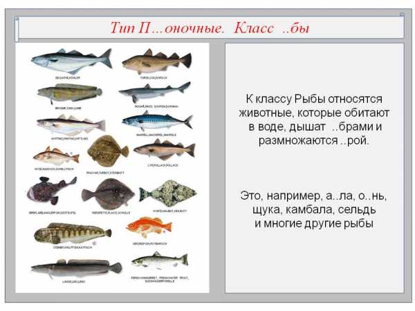 Представители группы рыбы 3. К какой группе относятся рыбы 1 класс. Рыбы относятся к классу. К какому типу относятся рыбы. Рыбы к какому классу животных относится.